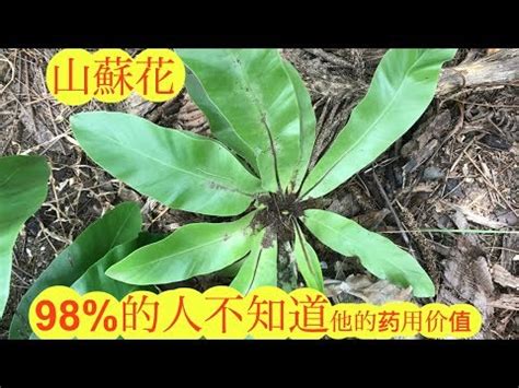 山蘇 風水|山蘇風水指南：吉利之物，聚財發福！ 